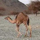 بكرتين للبيع وصل اليوم 3750