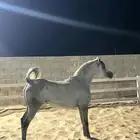 فرس شعبية جميلة فاخرة تبارك الرحمان