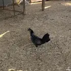 ديك باكستاني مهجن دجاجة بلدية