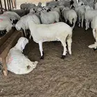 سواكني مربى شبية الحري زواج - عقيقة - مناسبات