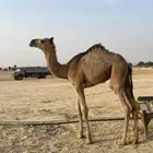 بكره حواره لبانيه