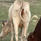 بقره ثنيه دافع للبيع
