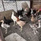 دجاج وديوك للبيع