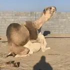بعير روماني احمر منتج وعلى جميع الشروط