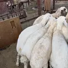 تيوس وطليان ذبائح نظيفه بريه ع الشرط ( سلخ وتوصيل )