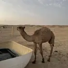 للبيع قعود