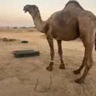 بعير اصفر