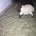 نعيمي للبيع