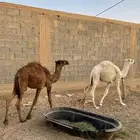 قعدان حشو لباني