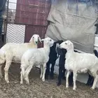 ذبايح طيبه