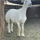 طلي للبيع