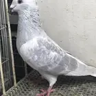 زاجل طيور
