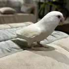 للبيع روز هدد داخلي
