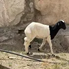 خروف ورخل للبيع
