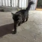 للتبني