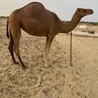 بكره وقعود للبيع