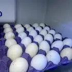 البيع بيض دجاج