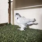 انثى لونق حمام