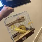 هامستر للبيع