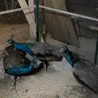 طاووس
