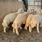 طليان حري فل شحم ولحم طائفي درجه أولى