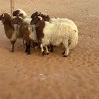 خرفان نعيم جبر