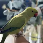 ببغاء دره اليف