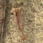 للبيع تيس احص