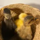صيصان بط بكيني الخفجي