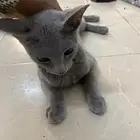 قط للبيع رمادي