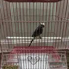 للبيع عصفور بادجي