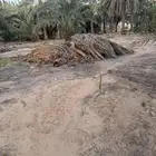 جريد نخيل