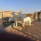 خلفات حريات