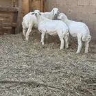 خرفان حريات