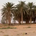 نخيل طويل للبيع
