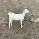 جفره للبيع