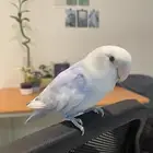ببغاء روز ذكر