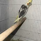 جوز كروان معه بيض