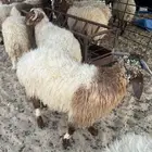 نعيم