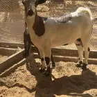ماعز قزمية معها جفره للبيع