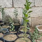 اشجار سدر سعر الشتله 15