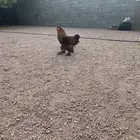 دجاج براهما