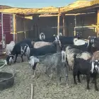 معزا بريات للبيع