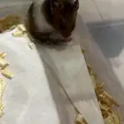 هامستر مجانا