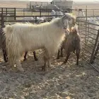 تيس سليم شرط