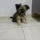 المنطقة الشرقيه ام الساهك