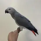 فرخ كاسكو اليف