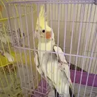 كروان للبيع