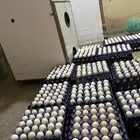 بيض بلدي مخصب ونظيف على الشرط