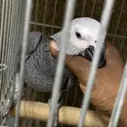 كاسكو فرخ مميز